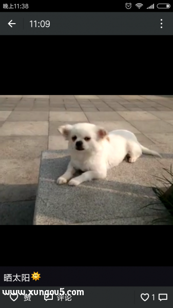 寻找京巴狗狗旺财的失主