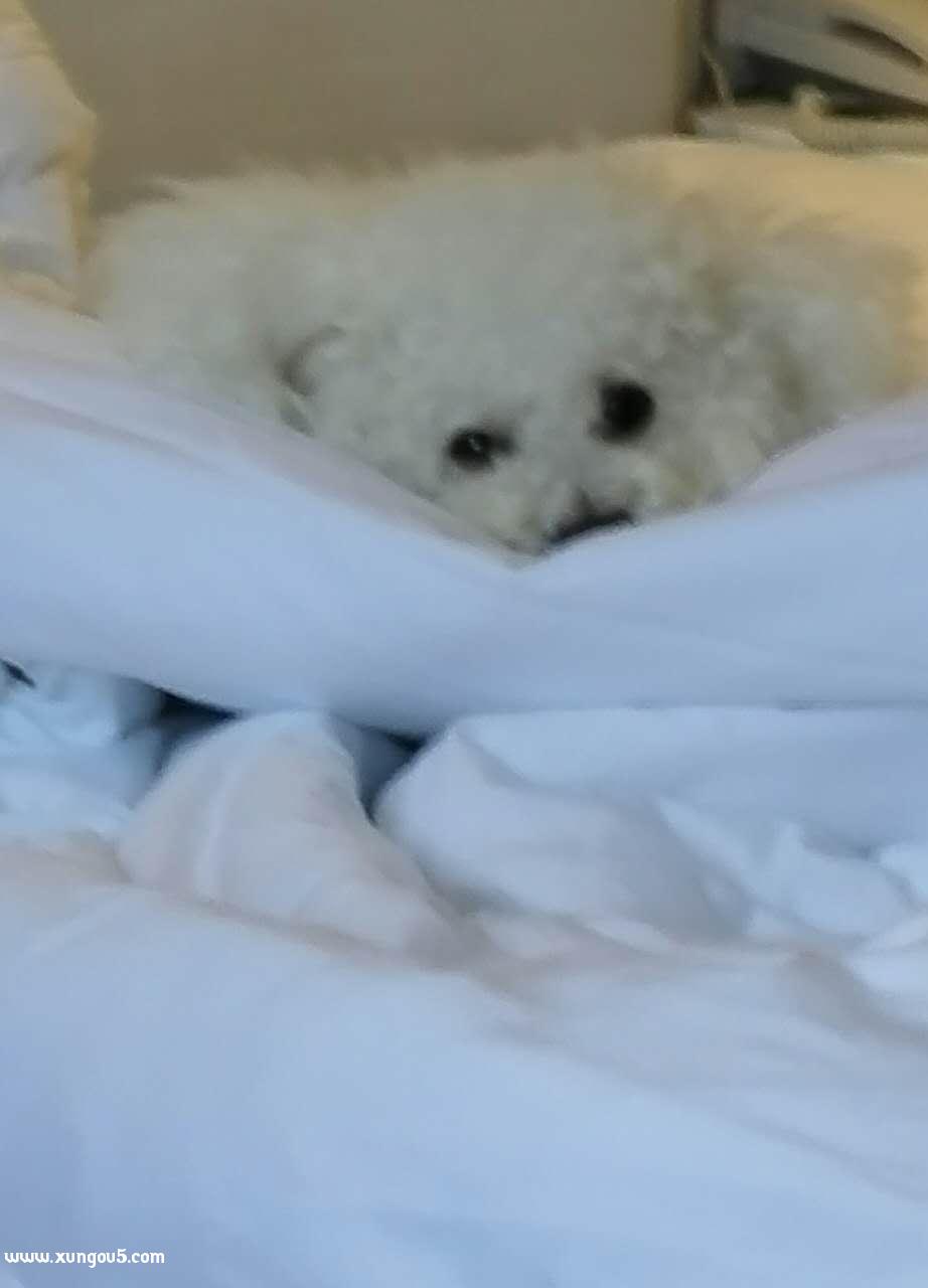 广州寻白色比熊小狗