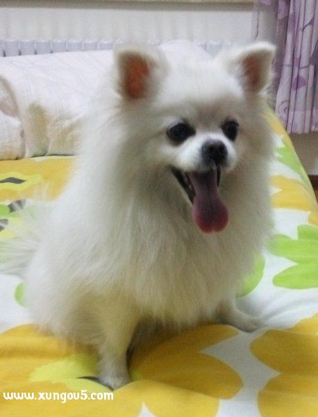 2016年11月10日哈尔滨捡到白色博美犬