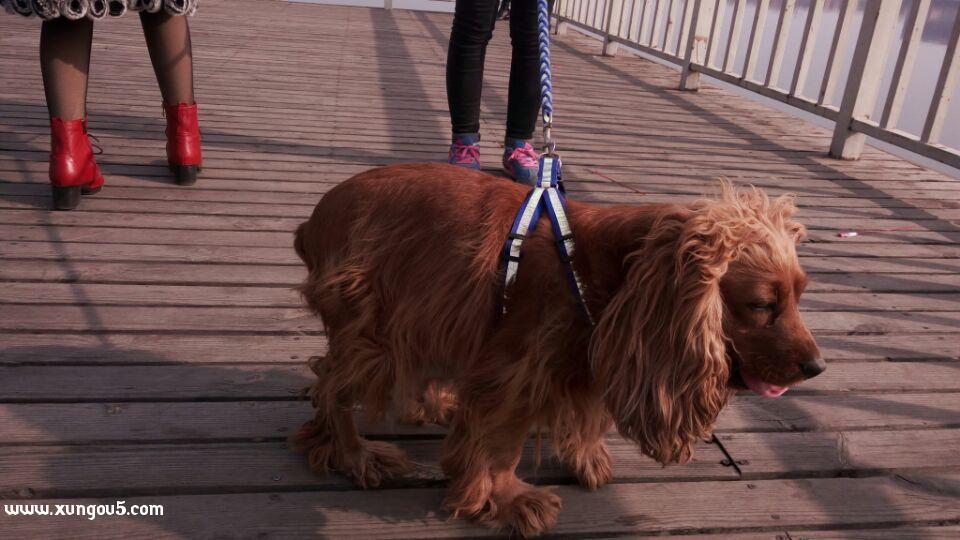 南阳寻狗启事：可卡犬菲利走失，请帮助寻找