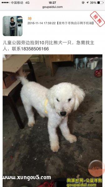 【求助】绍兴区域10月大比熊名叫小白走失，请爱狗人士帮忙寻找