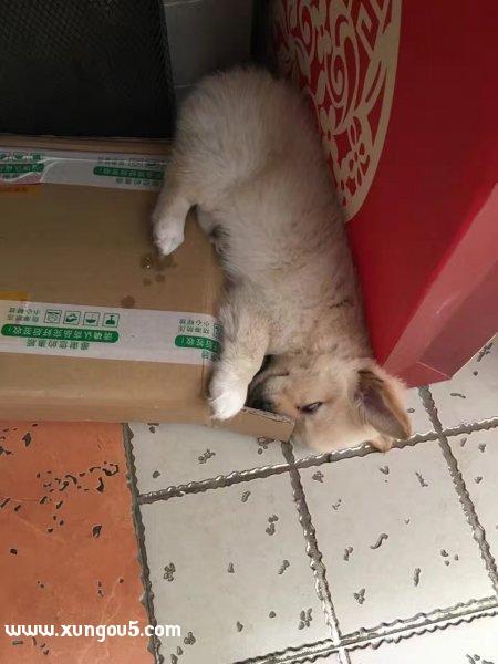 寻狗启事：红色项圈小狗奔奔走失！