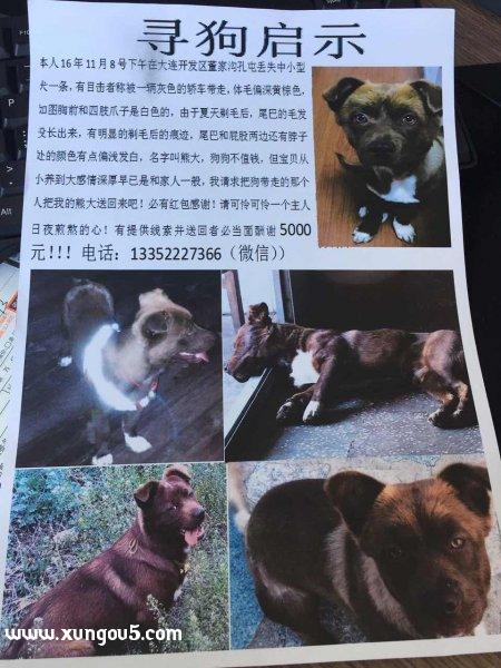 重金寻狗！如有送回者当面酬谢一万元！