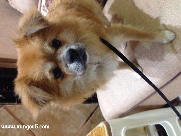 南充|寻狗启事|博美犬小白失踪信息