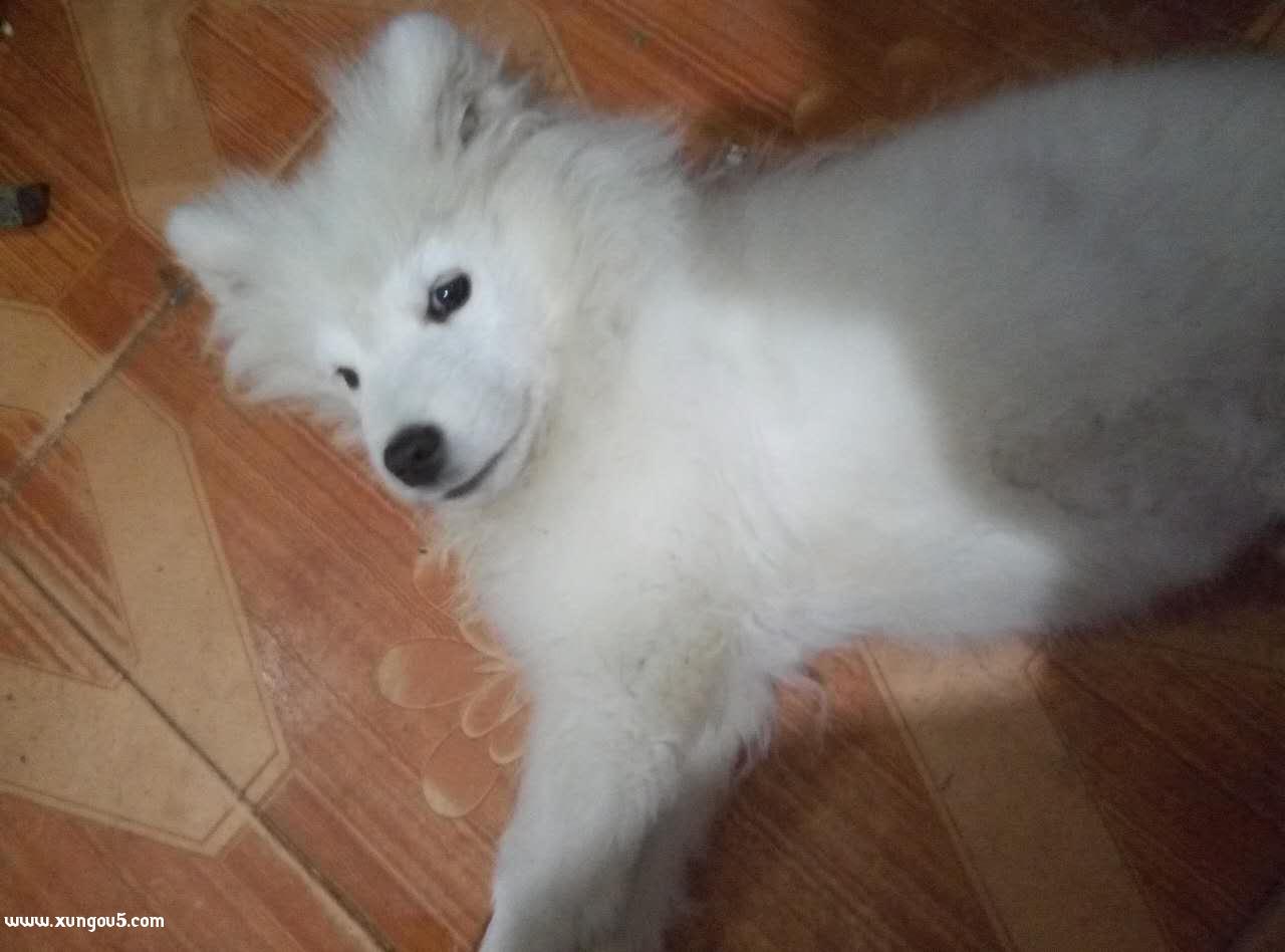 苏州寻找失踪的黑色泰迪犬摩卡