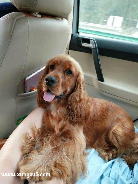 苏州太仓区两岁暗黄色英卡犬卡卡走失寻犬启事