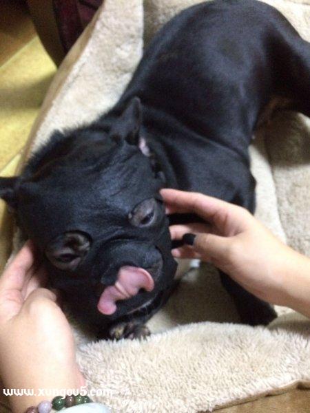 上海宝山区华灵路寻找走失的斗牛犬