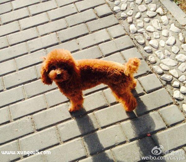急！急！急！寻棕色泰迪犬 米粒 北京通州区失踪信息