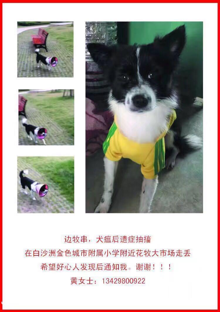 武汉万科金色城市寻找走失的边牧串串