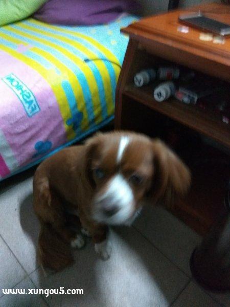 深圳福田区寻物启事：寻找狗主人