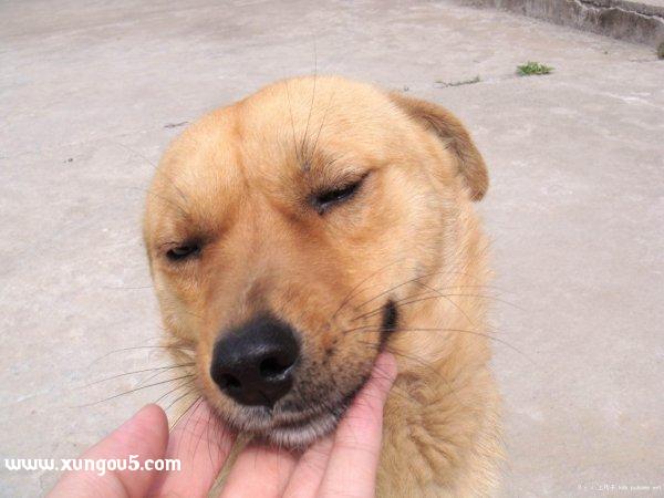 福州长乐区寻狗启事：贝贝丢失在东平村