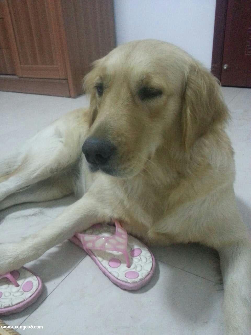 急寻金毛妮妮 家犬走失启事