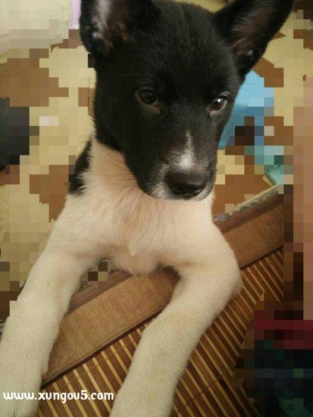 深圳罗湖区小白田园犬走失启事