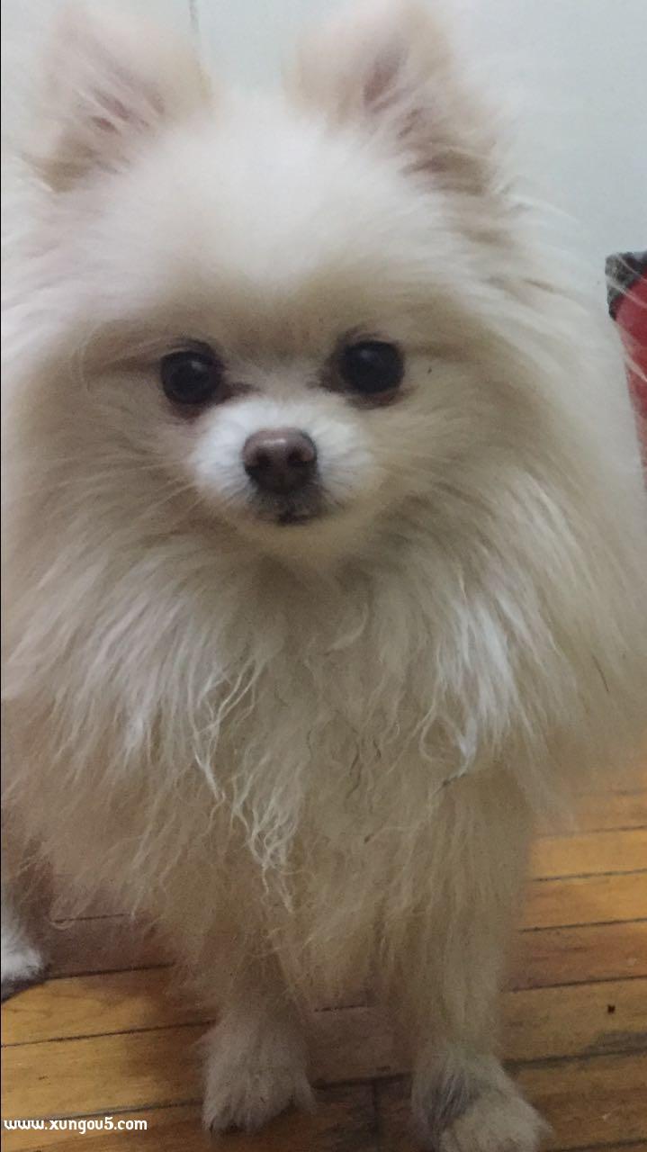 大连寻狗启事：博美小白走失