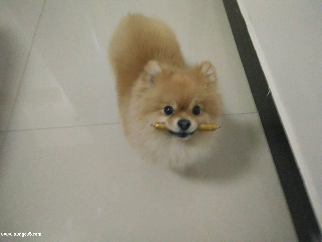 寻找丢失的博美犬七仔