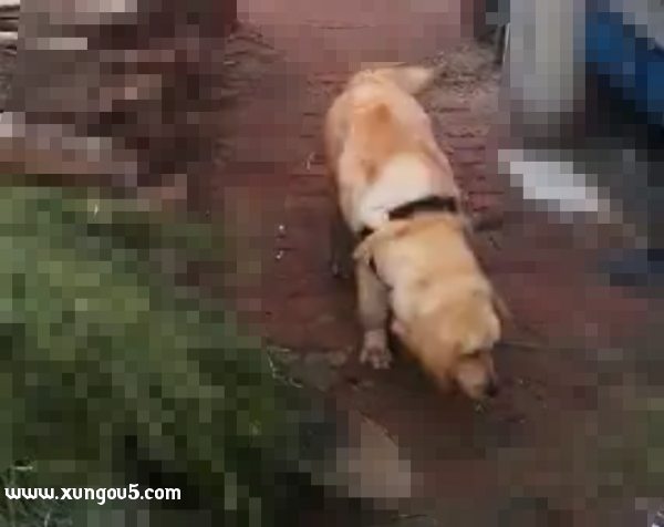 金毛犬旺财走失寻狗启事