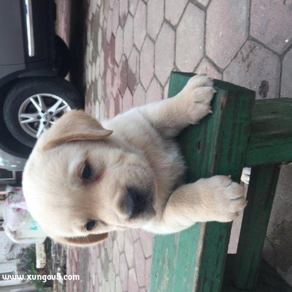 大连普兰店区拉布拉多犬走失寻狗启事