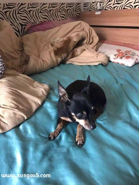 北京小鹿犬旺财丢失寻找启事