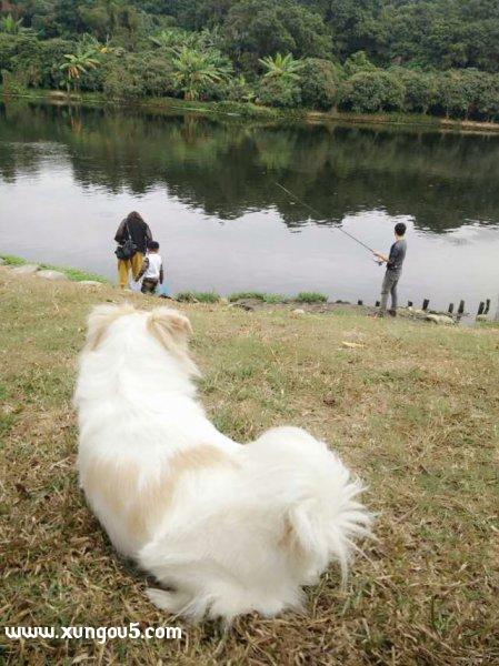 寻爱犬皮皮，愿它平安！