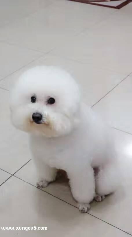 苏州双塔寻找比熊犬：冰冰寻狗启事