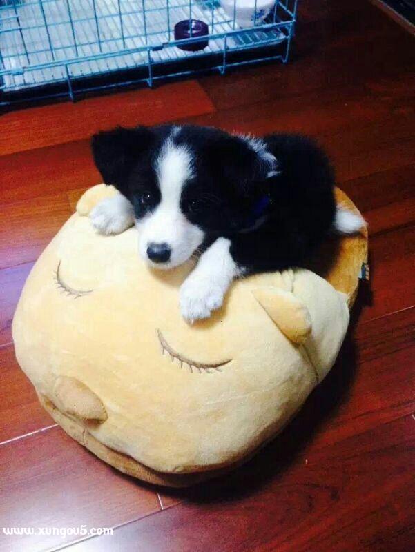 南阳区失踪边境牧羊犬威廉寻狗启事