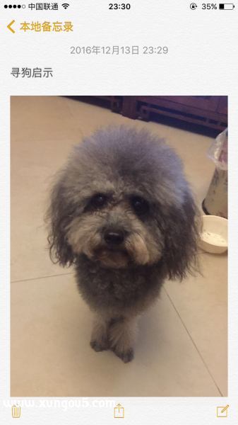 中山贵宾犬寻回启事