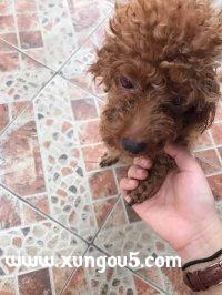 广西来宾维林区泰迪布丁走失寻狗启事