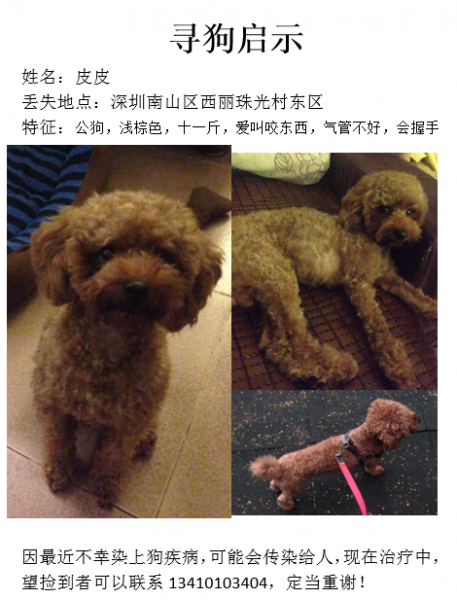 深圳南山西丽珠光村寻泰迪皮皮