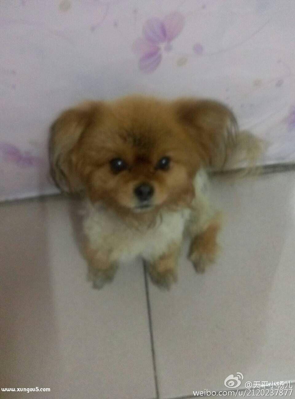寻找我家狗狗球球