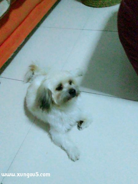 深圳寻找爱犬小白，豆友帮帮忙