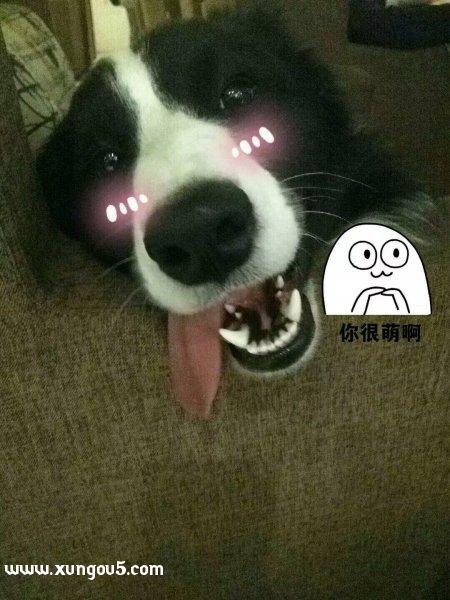 寻狗启示：泰阁区失踪边牧聪聪寻回启事
