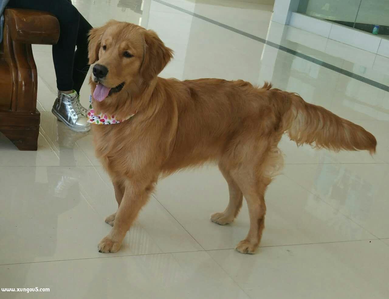 寻狗启示：保山市金毛犬跳跳丢失，求助寻找