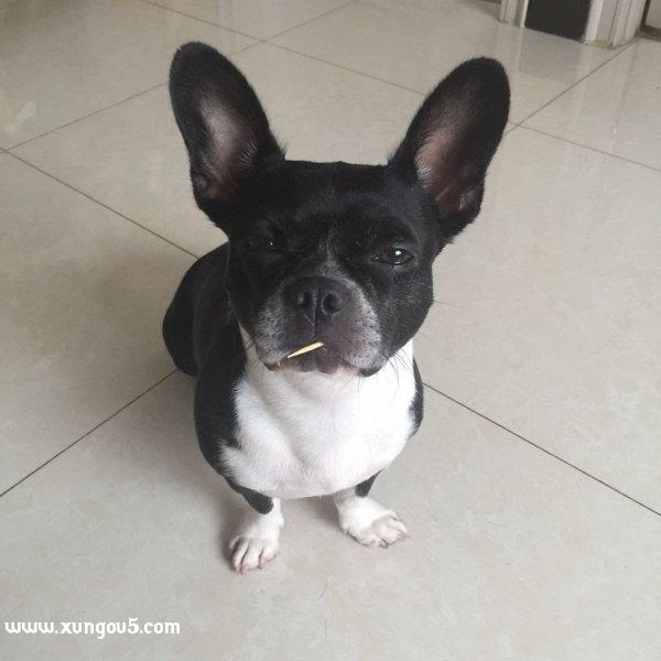 北京通州区：寻找斗牛犬旺财
