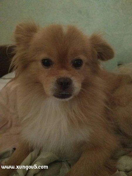 上海徐汇区 寻找失踪博美犬太子