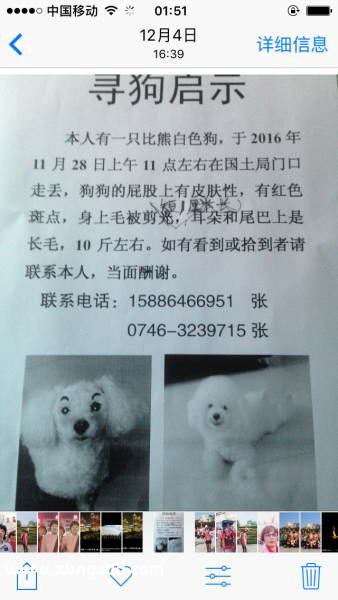 寻找难以割舍的爱犬 比熊仔仔失踪一月