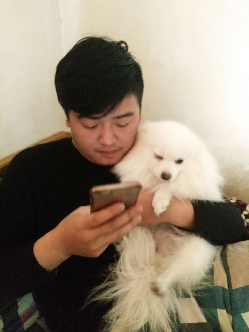 博美母狗土豆走失急需救助，求网友帮助寻找
