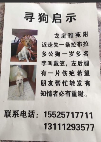 拉布拉多小白走失寻回启示