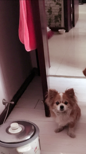天津寻找蝴蝶犬小白
