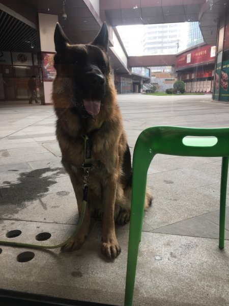 寻找牧羊犬旺财的主人，牧羊犬走丢在北京朝阳区