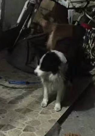 寻找边牧娜咪，2016年12月20日前后在上海淞江区失踪