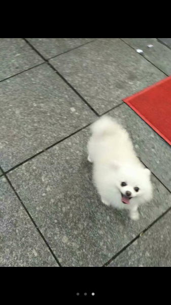 寻狗启事：博美犬美美走失在浙江慈溪