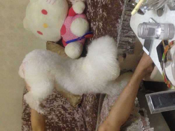 衡阳寻狗启事：贵宾犬小白走失，请帮帮忙