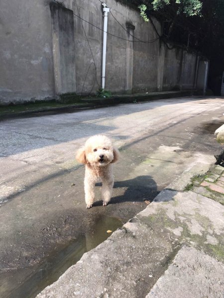重庆沙坪坝区泰迪走失启事