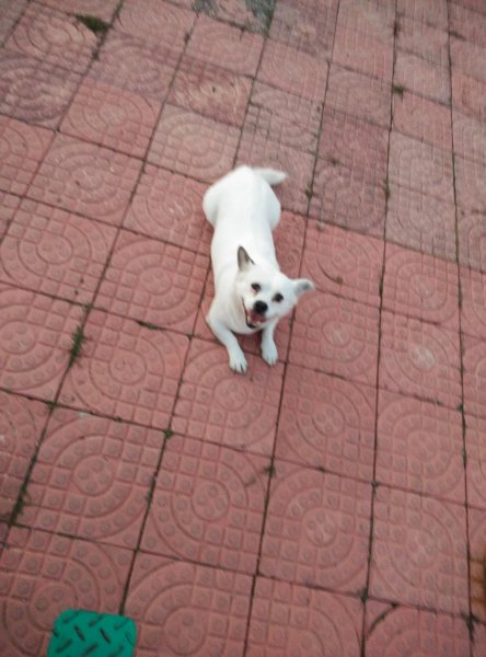 哈尔滨京巴犬小白走失 寻狗启事