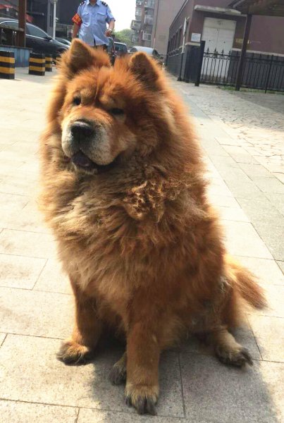 寻找失踪的松狮宠物圆圆