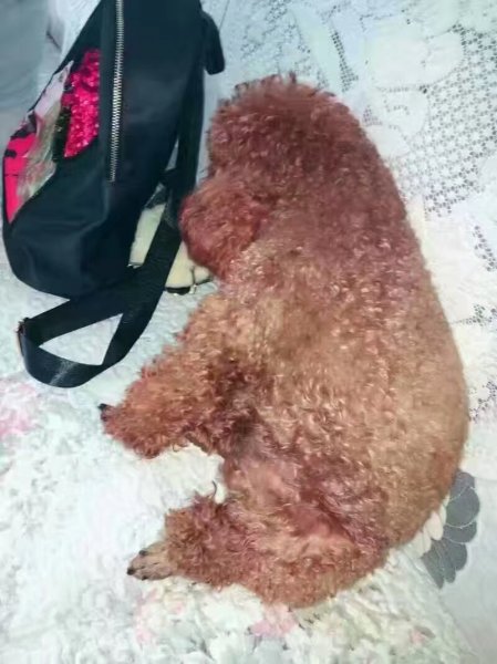 寻闹闹｜泰迪犬丢失在武邑名门华都附近