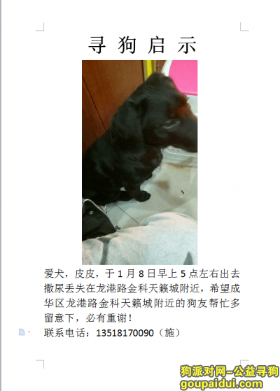 成都拉布拉多寻狗启事