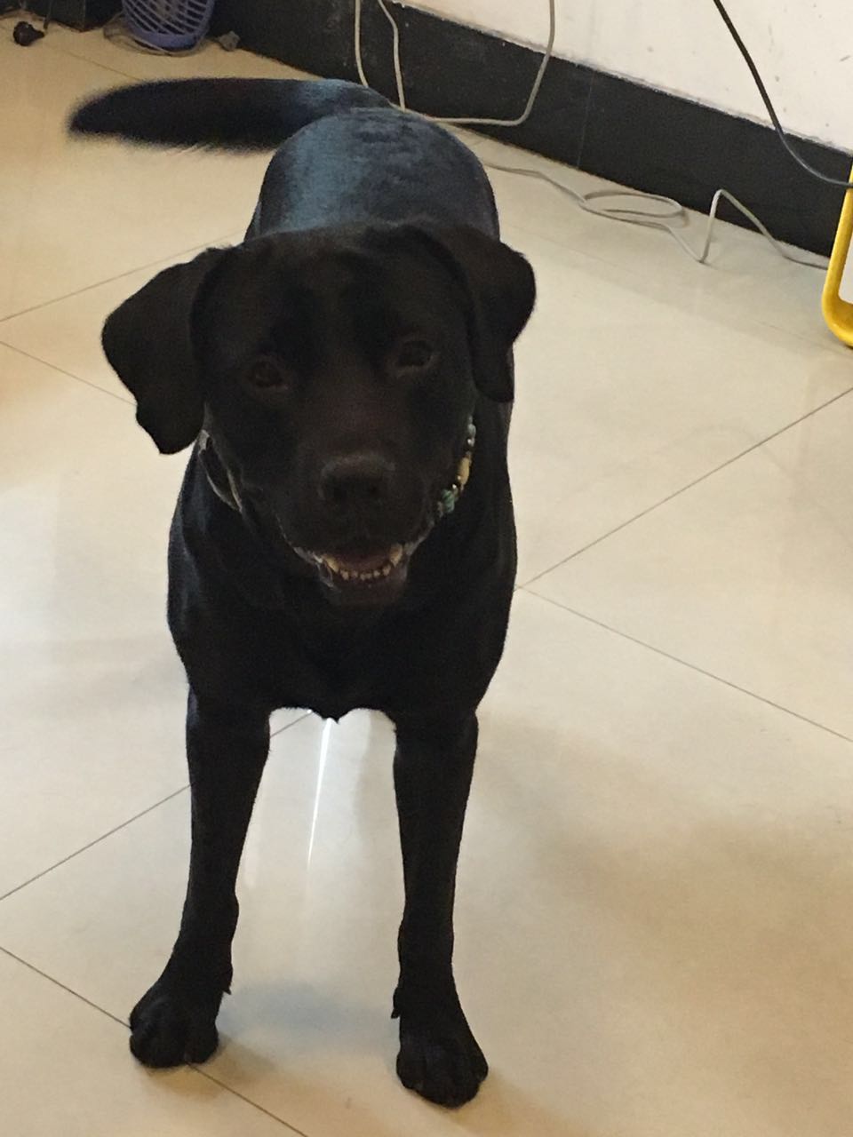 寻找爱犬 玛尼 悬赏5000元