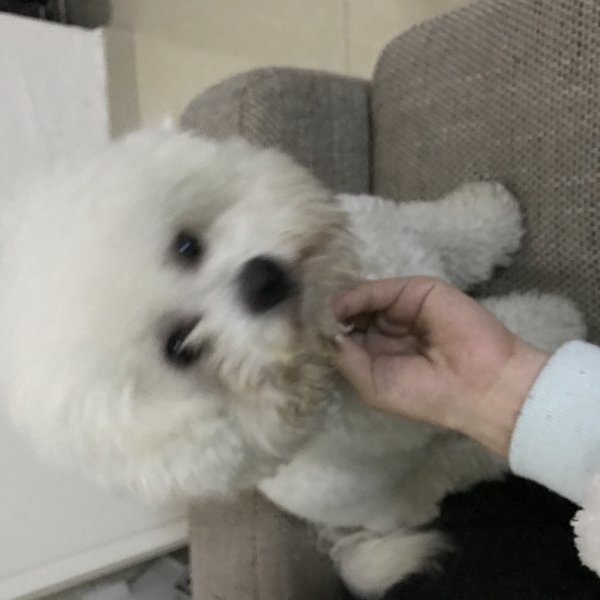 白色比熊丢失寻找启事