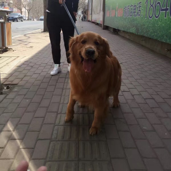 金毛奥斯卡丢失在锦州凌海市大凌河医院附近急寻